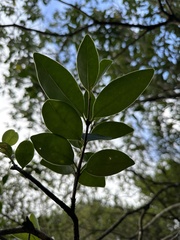 Ligustrum liukiuense