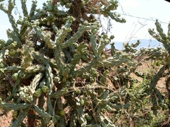 Cylindropuntieae