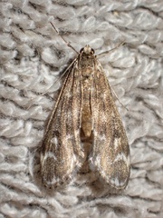 Hygraula nitens