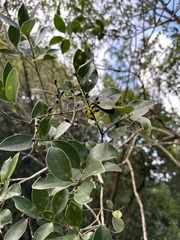 Ligustrum liukiuense