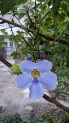Thunbergia grandiflora