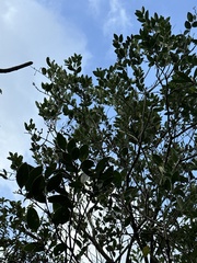 Ligustrum liukiuense