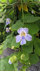 Thunbergia grandiflora