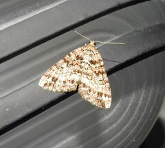 Pseudocoremia productata