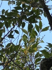 Glochidion rubrum