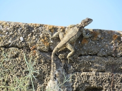 Laudakia vulgaris