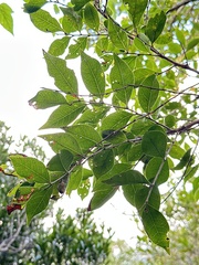 Glochidion rubrum