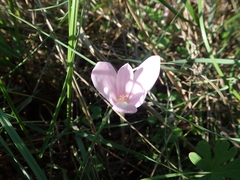 Colchicum autumnale