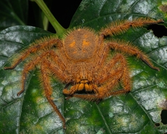 Heteropoda davidbowie
