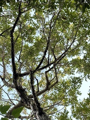 Glochidion rubrum