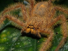 Heteropoda davidbowie