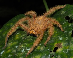 Heteropoda davidbowie