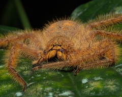 Heteropoda davidbowie
