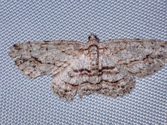 Didymoctenia exsuperata