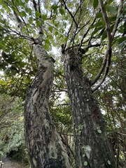 Glochidion rubrum