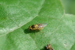 Thaumatomyia notata