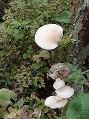 Conchomyces bursiformis