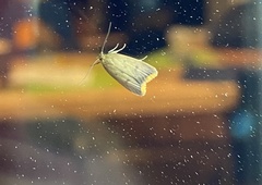 Tachystola acroxantha