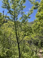 Crataegus pinnatifida