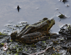 Pelophylax ridibundus