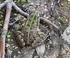 Pelophylax ridibundus