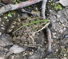 Pelophylax ridibundus