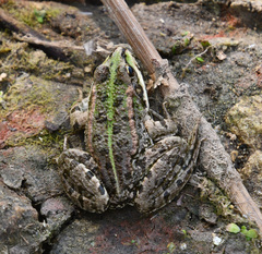 Pelophylax ridibundus