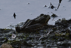 Pelophylax ridibundus