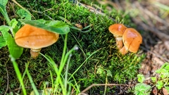 Suillus grevillei