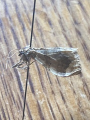Pelurga comitata