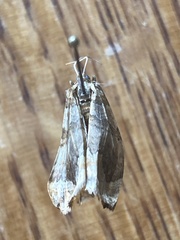 Pelurga comitata