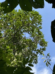 Diospyros morrisiana