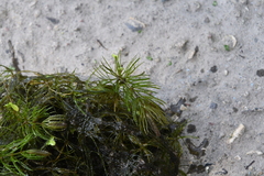 Ceratophyllum demersum