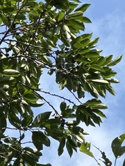 Diospyros morrisiana