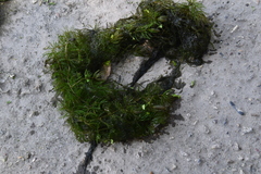 Ceratophyllum demersum