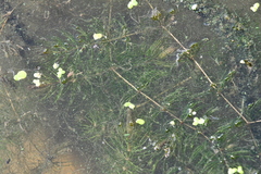 Ceratophyllum demersum