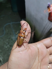Prosopocoilus astacoides