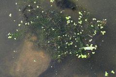 Ceratophyllum demersum
