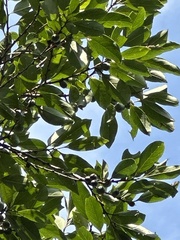 Diospyros morrisiana
