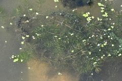 Ceratophyllum demersum