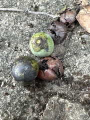 Diospyros morrisiana