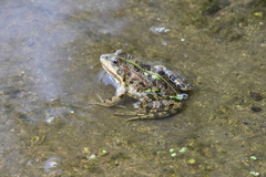 Pelophylax ridibundus