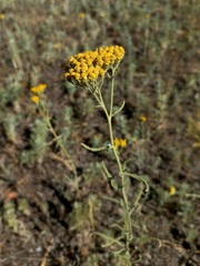 Achillea micrantha