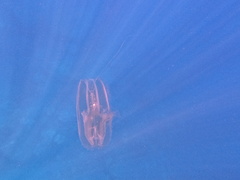 Leucothea multicornis