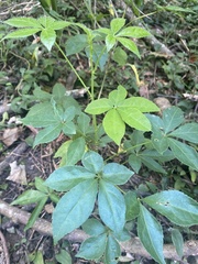 Eleutherococcus senticosus