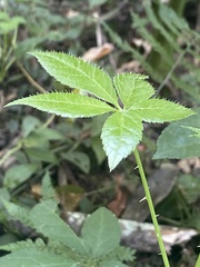 Eleutherococcus senticosus