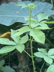 Eleutherococcus senticosus