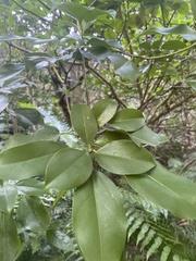 Dendropanax dentiger