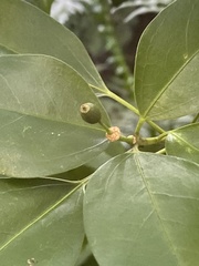 Dendropanax dentiger