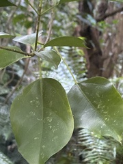 Dendropanax dentiger